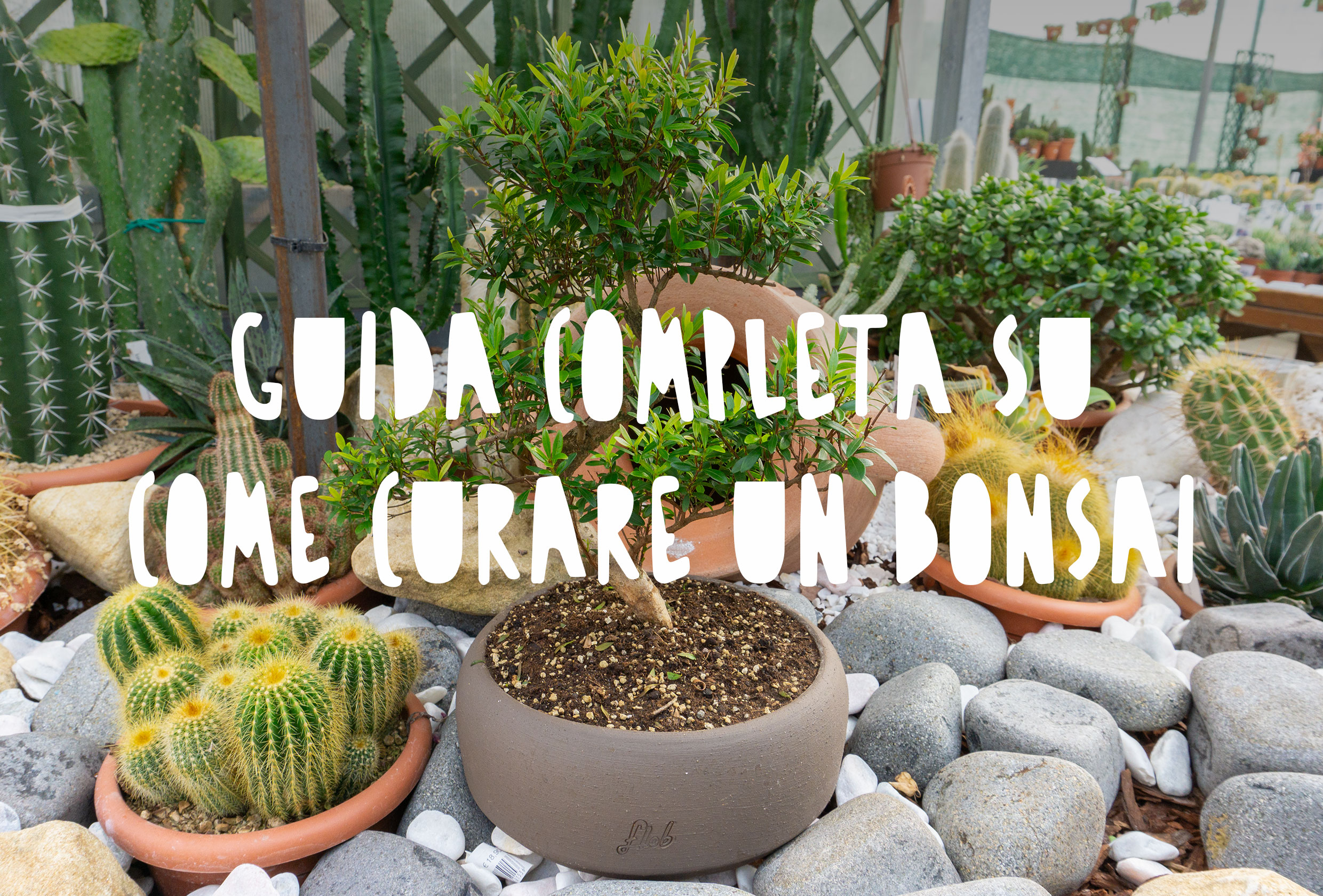 Bonsai di mirto 
